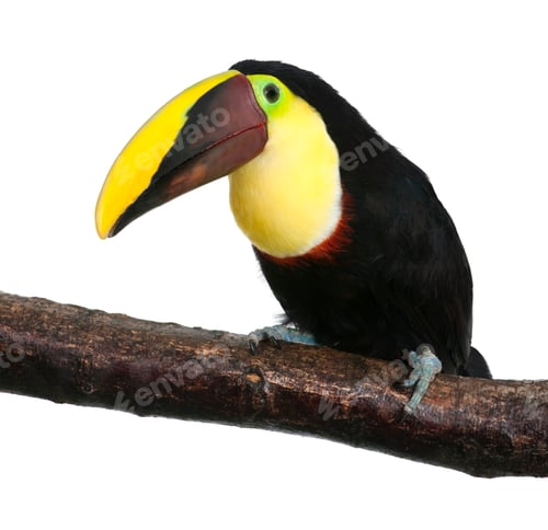 Preview: Chestnut-mandibled Toucan - Ramphastos swainsonii (3 years)