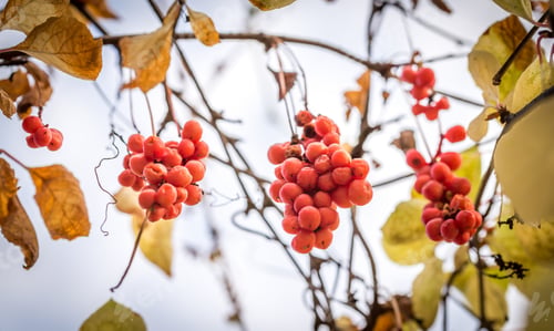 Preview: Branch of chinese magnolia vine berries