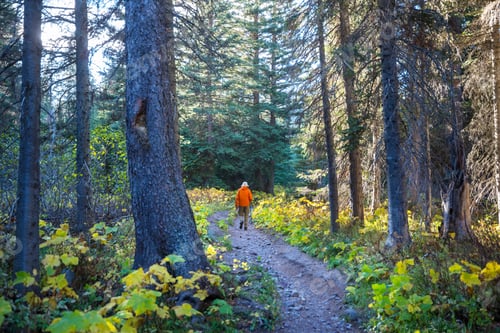 Preview: Hike in the forest