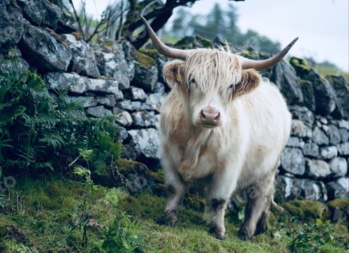 Preview: White Scottish cow on a field in the countryside