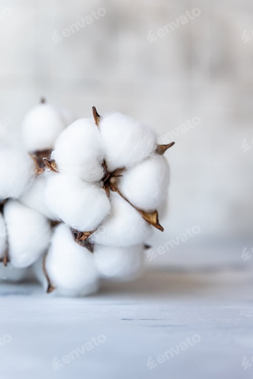Preview: White fluffy cotton flowers on light concrete background. Delicate light background.