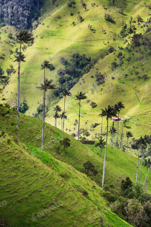 Preview: Cocora