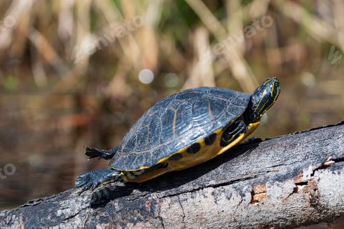 Preview: Yellow Slider Basking in the Sun