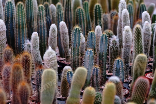 Preview: Lots of cactus in the garden shop