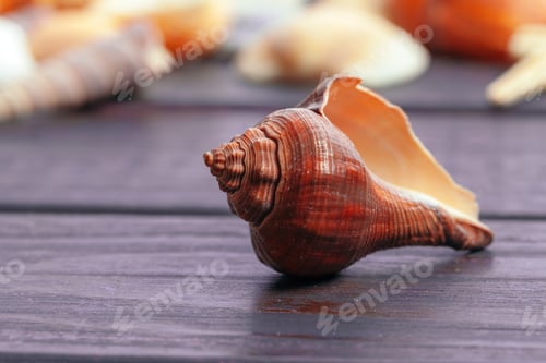 Preview: Different sea shells on color wooden background creative photo