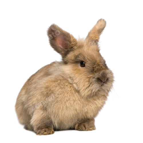 Preview: Rabbit (3 years)