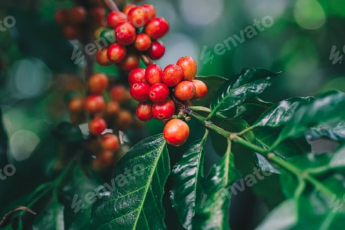 Preview: Coffee beans ripening on tree in North of thailand