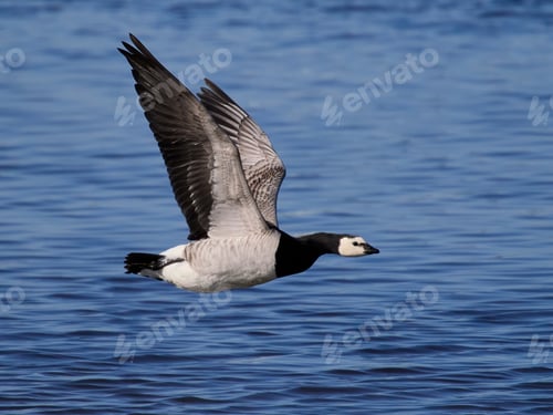 Preview: Barnacle goose (Branta leucopsis)