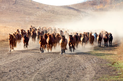 Preview: A herd of horses running in Inner Mongolia