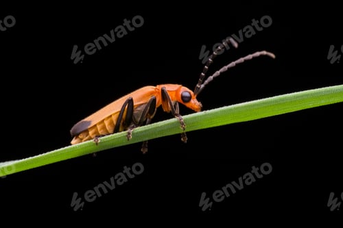 Preview: a beetle with a black background