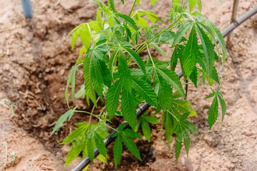 Preview: Hemp agriculture plant farm sativa bleed. Marijuana Herbal green tree nursery in green house.