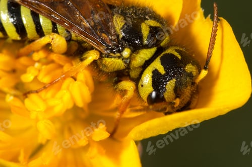 Preview: Wasp (Megalodontes sp.)