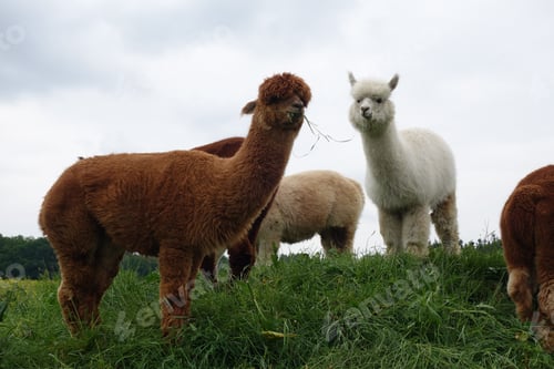 Preview: Selective focus shot of alpacas in a field