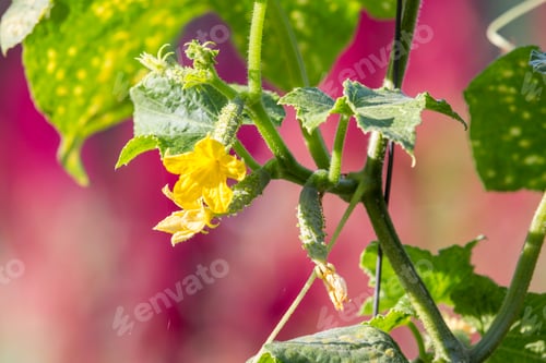 Preview: Close-up of beautiful cucumbers, big and small with dried blossom and green leaves lit by sun on