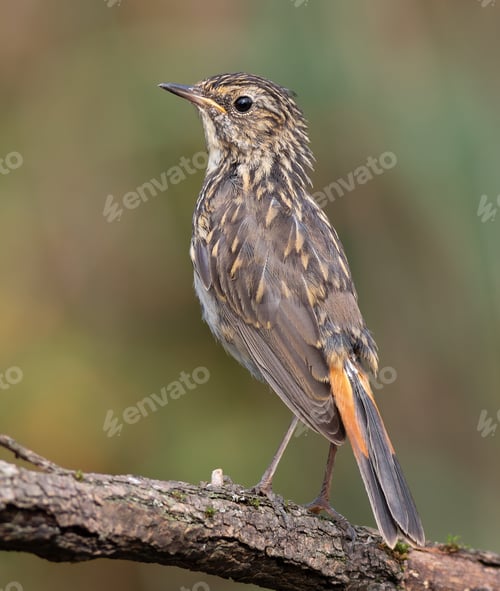 Preview: Bluethroat, Luscinia svecica. A chick sitting on a branch on a beautiful blurred background
