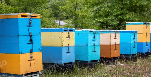 Preview: Bee hive in forest nature. Yellow and blue color wooden beehive in a row, beekeeping, forest honey