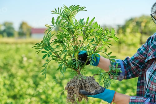 Preview: Woman with marigold plant bush, with open root system, preparing to plant