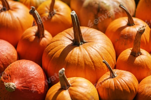 Preview: Different kind of pumpkins closeup