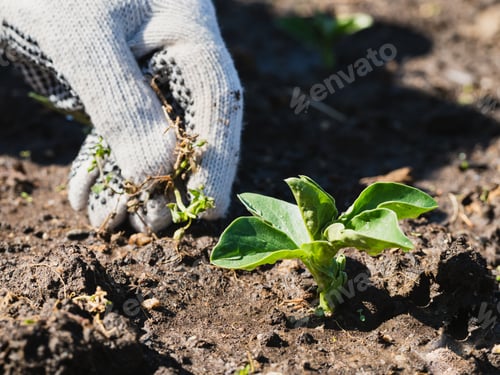 Preview: Hand Planting Seedling in Soil in Garden