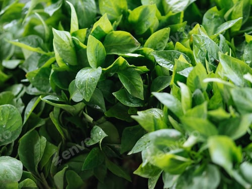 Visualização: Legumes verdes frescos no mercado público