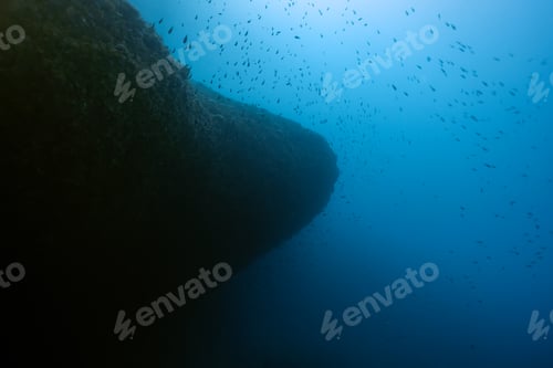 Preview: Under a big school of fish Common Two-Banded Seabream, Diplodus vulgaris. Benidorm, Spain