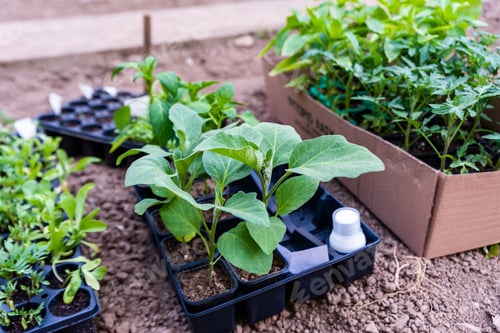 Preview: Young plants growing out of soil on the field