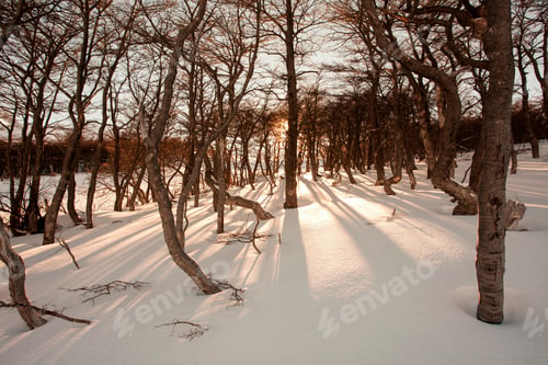 Preview: Sunset shadows in forest, Ushuaia, Tierra del Fuego, Argentina