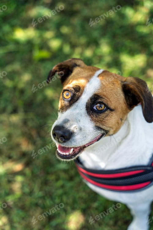 Preview: Happy dog smiling and enjoying a walk in the park