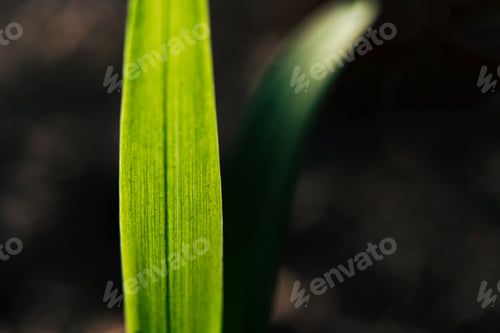 Preview: Green grass close up under sunbeams, green nature background