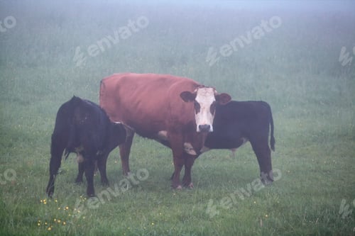 Preview: mother cow with two calf on foggy pasture