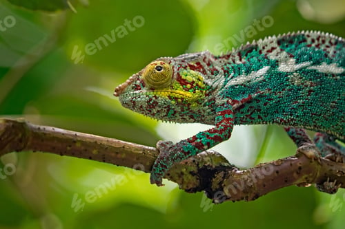 Vista previa: camaleón, reptil, mascota, coloreado, colores