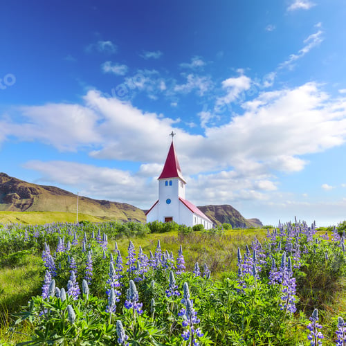 Preview: Impressive view of Vikurkirkja christian church in blooming lupine flowers.