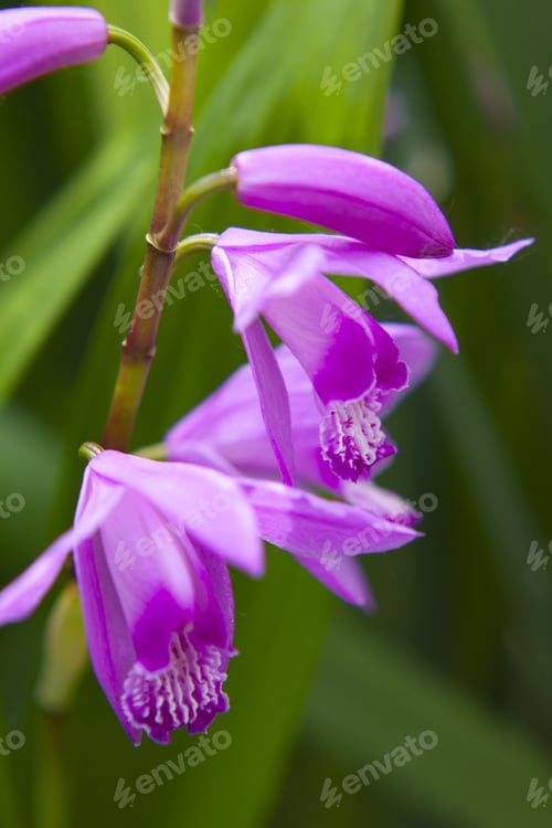 Preview: Closeup shot of a beautiful purple orchid flower