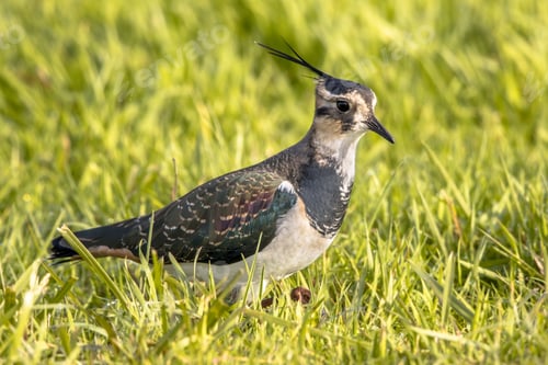 Preview: Northern lapwing foraging in grassland Netherlands