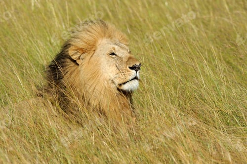 Preview: Lion in National park of Kenya