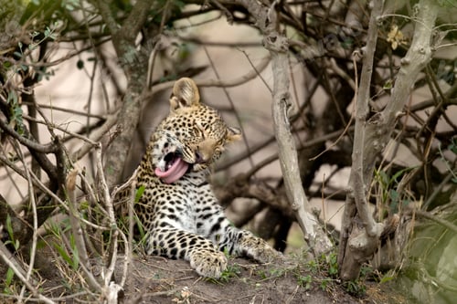 Preview: Young leopard yawning in Serengeti, Tanzania, Africa