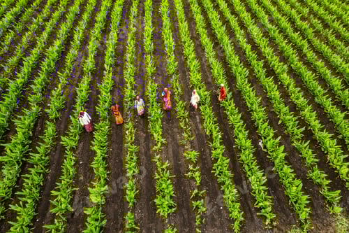 Visualização: Vista aérea do campo de agricultura verde, Índia.