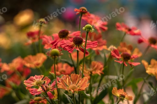Preview: Bunch of Helenium autumnale flowers shot from above