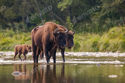 Preview: Herd of european bison, bison bonasus, crossing a river