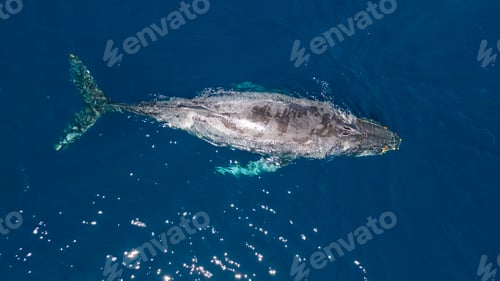 Preview: Gray Whale
