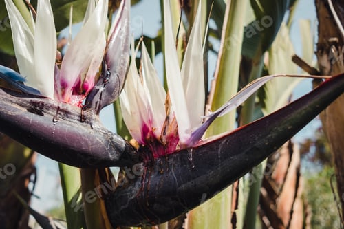 Preview: White Bird of Paradise Flower