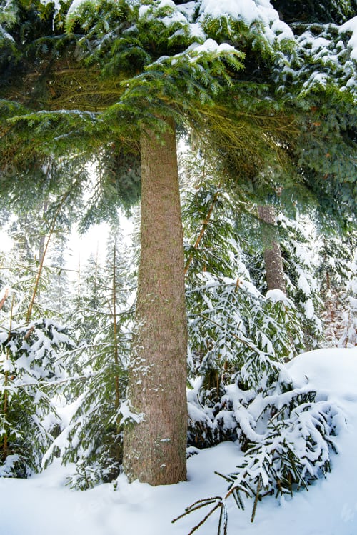 Preview: Beautiful fluffy green spruce stands among forest