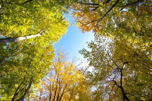 Preview: Perspective from down to up view of autumn forest with bright orange and yellow leaves