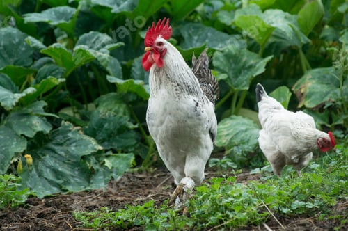 Preview: Chickens on traditional free range poultry farm