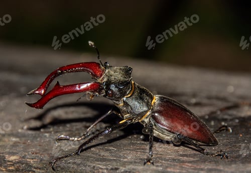 Preview: Closeup shot of a red and black Lucanus Cervus beetle on a wooden surface