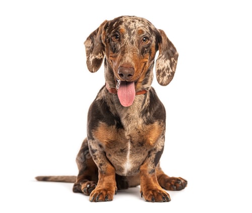 Preview: Dachshund dapple dog sitting white background