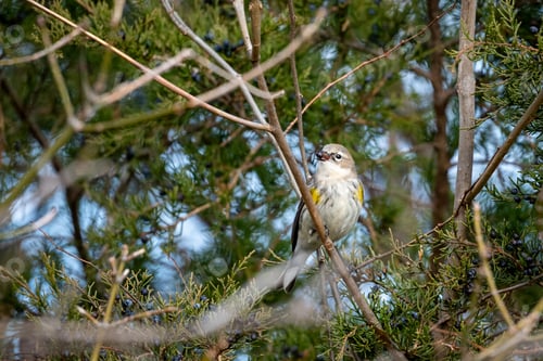 Preview: a small bird in the branches of a tree, sitting with its wings open