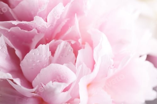 Vista previa: Primer plano de una hermosa flor de peonía rosa