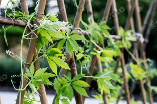 Preview: Close up of climbing plant with leaves and tendrils wrapped around wooden stakes.