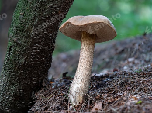 Preview: Closeup of a tall Leccinum scabrum mushroom